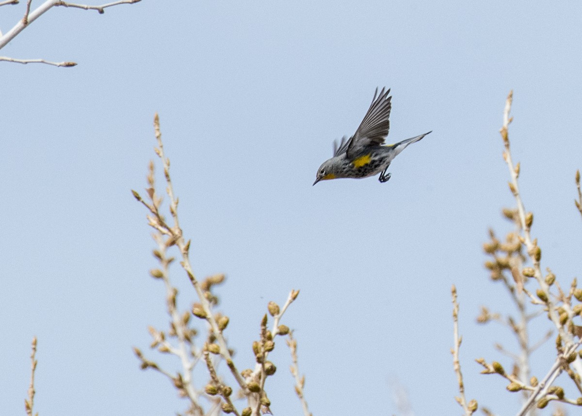 Yellow-rumped Warbler (Audubon's) - ML645763585