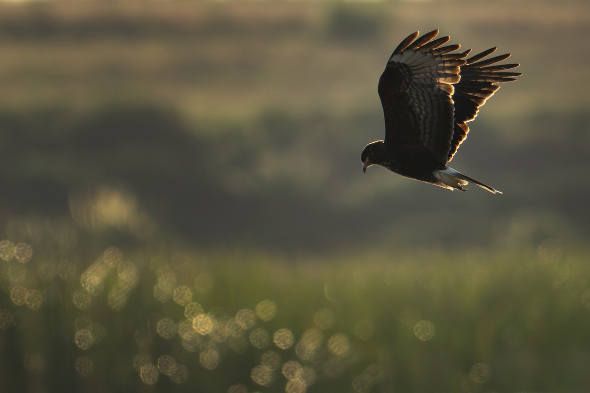 Snail Kite - ML645763587