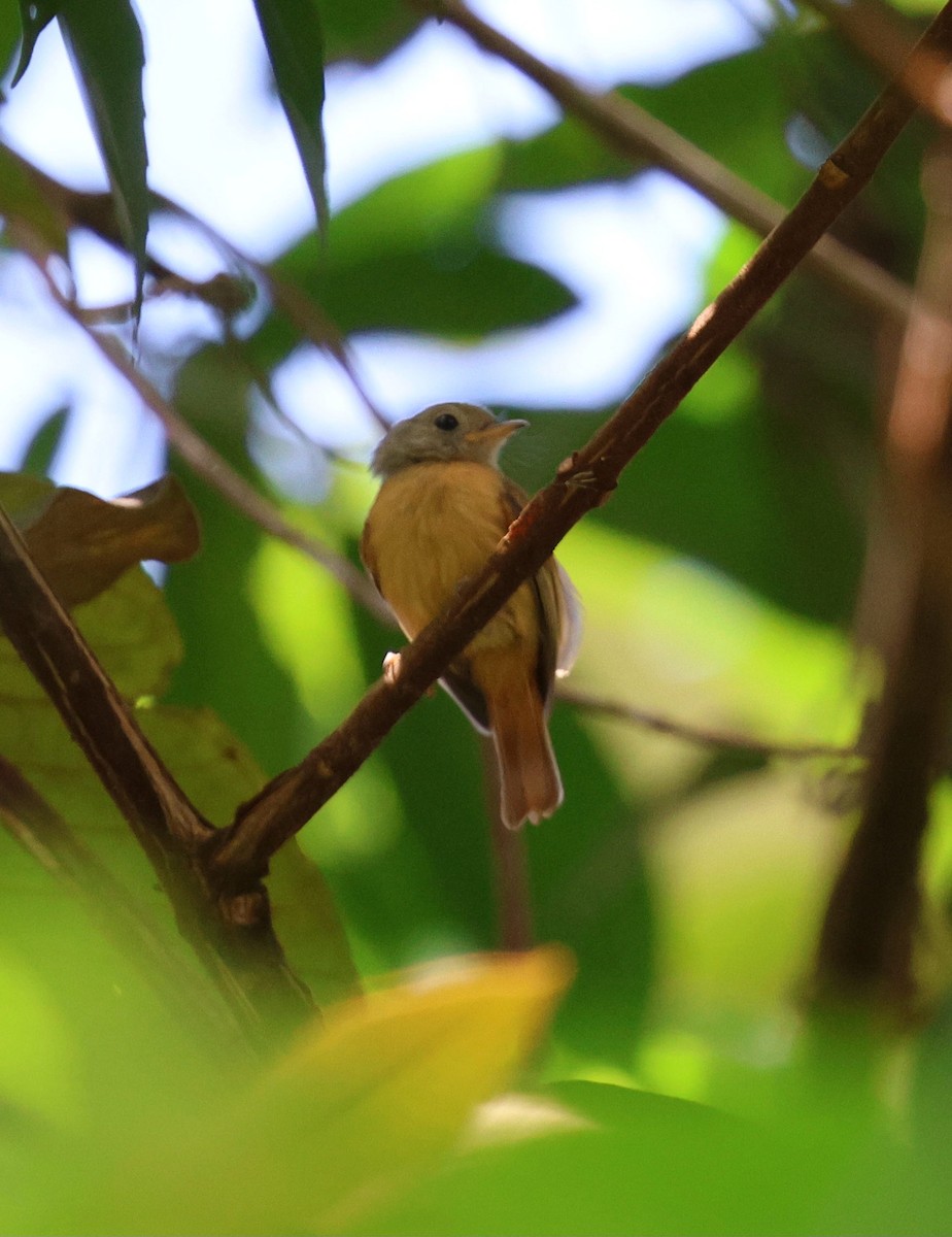 Ruddy-tailed Flycatcher - ML645763596