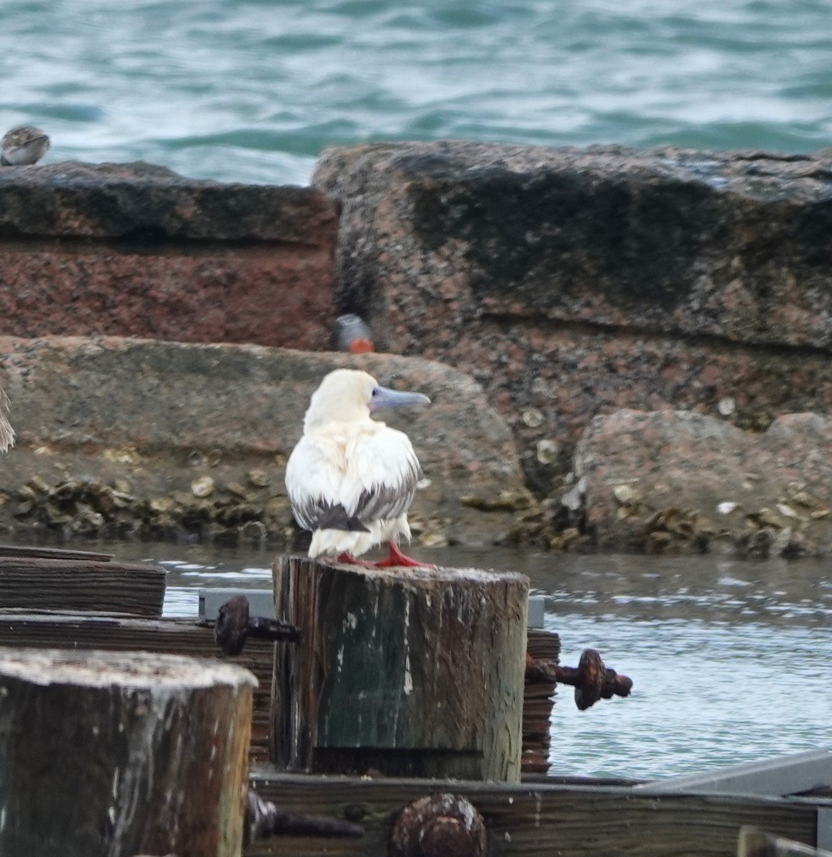 Red-footed Booby - ML645763603