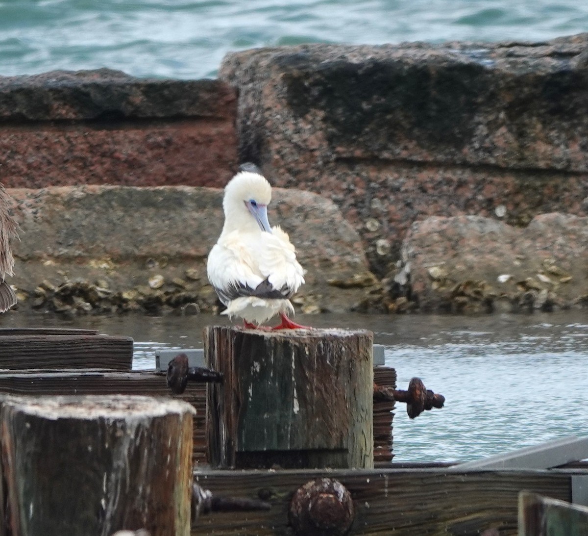Red-footed Booby - ML645763604