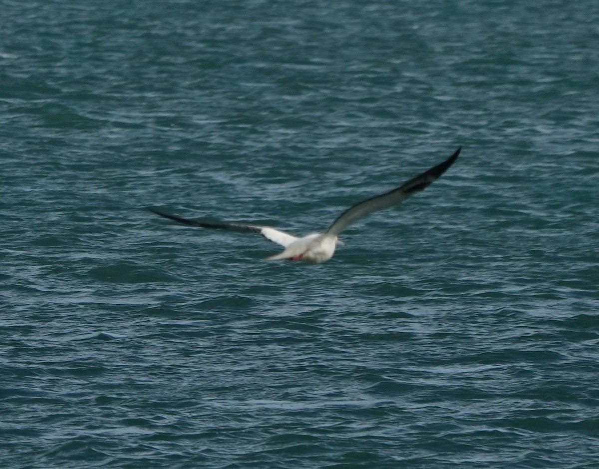 Red-footed Booby - ML645763605