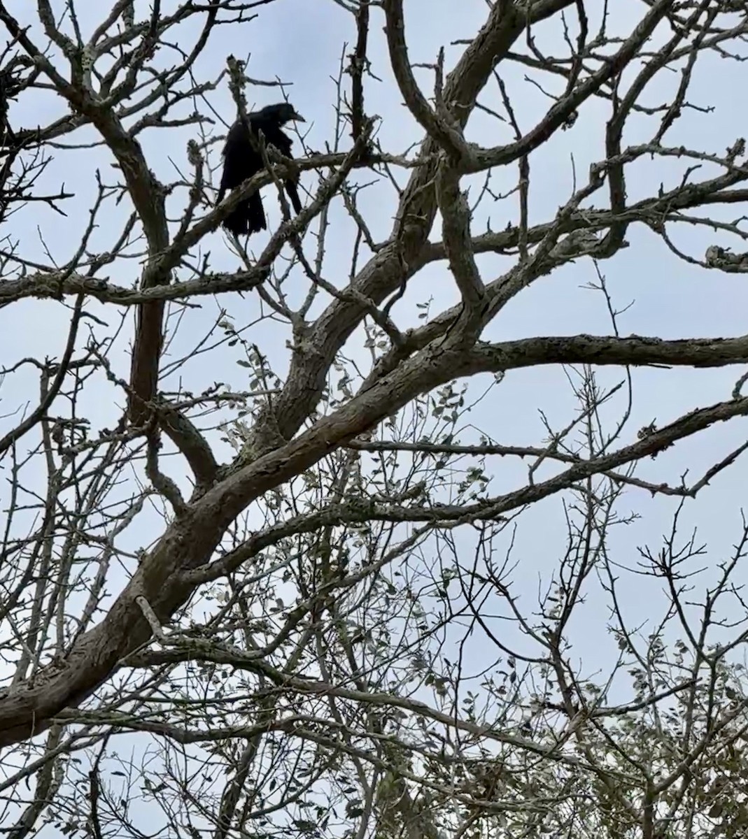 American Crow - ML645763606