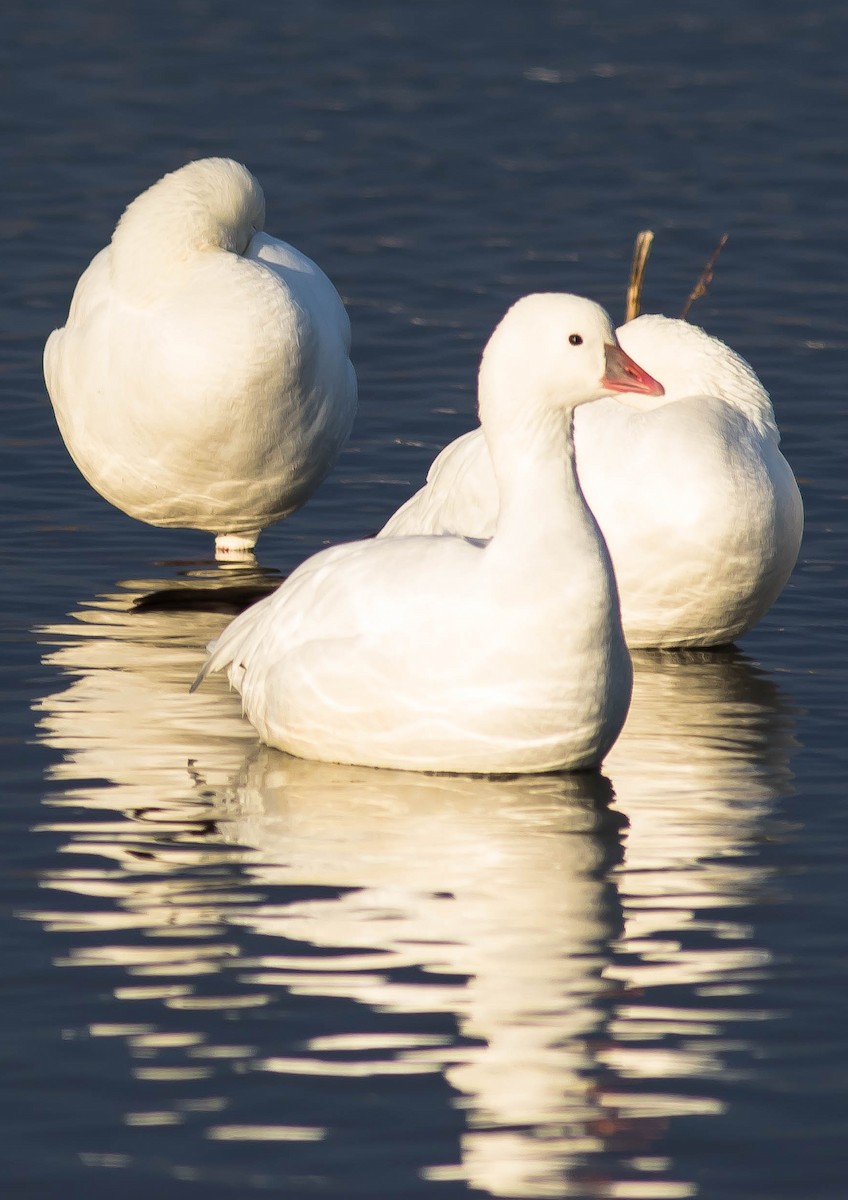 Ross's Goose - ML645763619