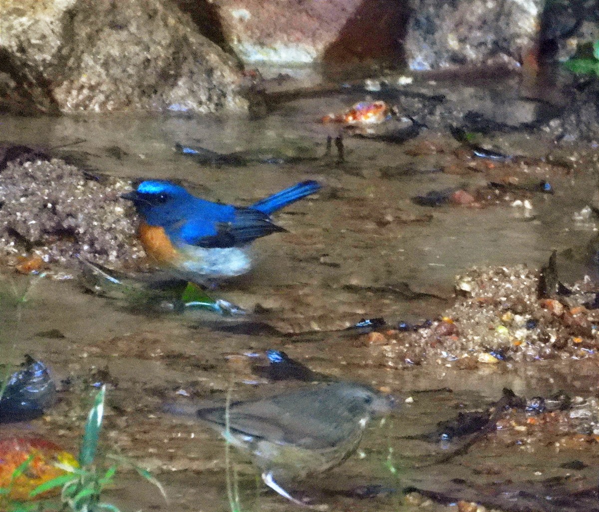 Blue-throated Flycatcher - ML645763620