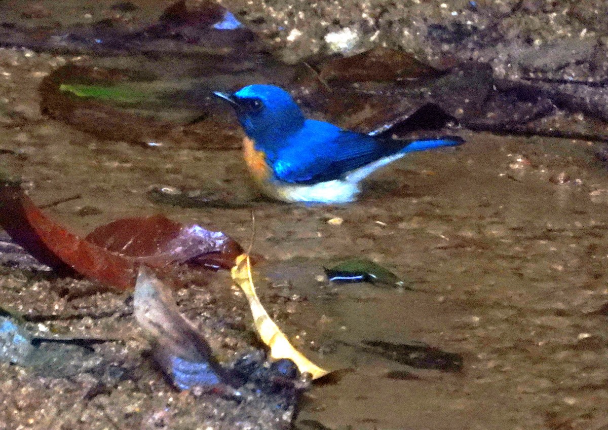 Blue-throated Flycatcher - ML645763621