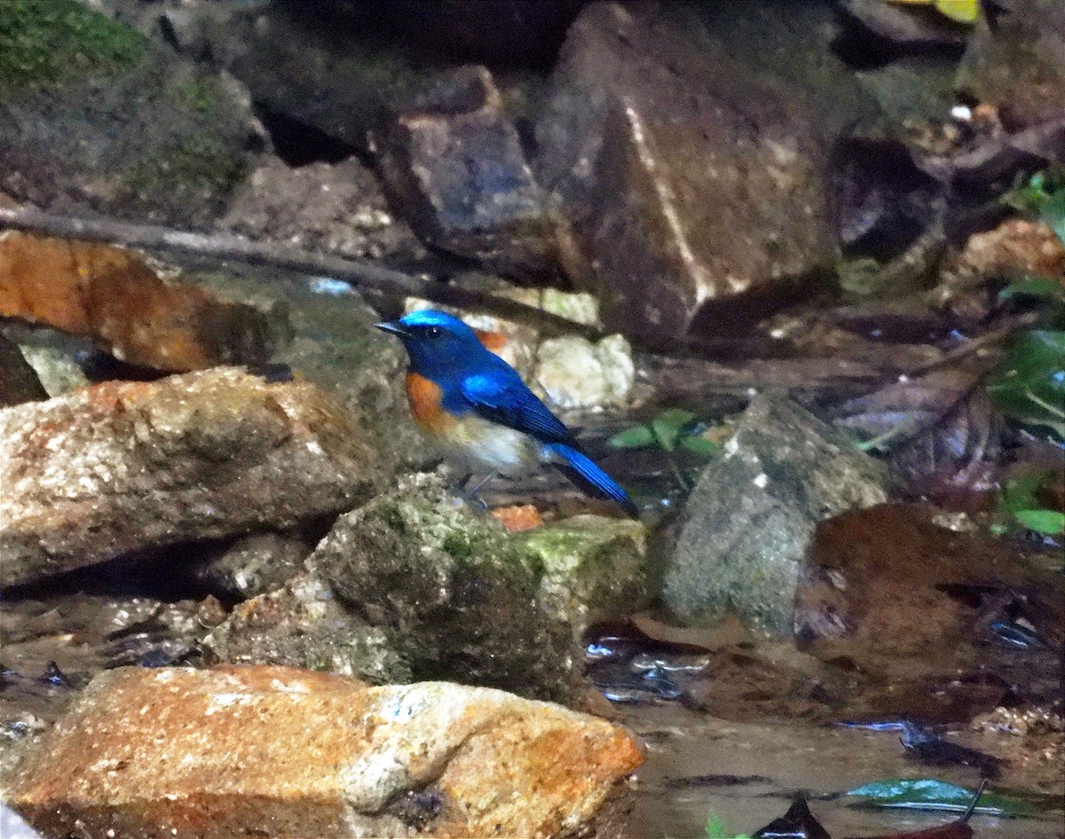 Blue-throated Flycatcher - ML645763622