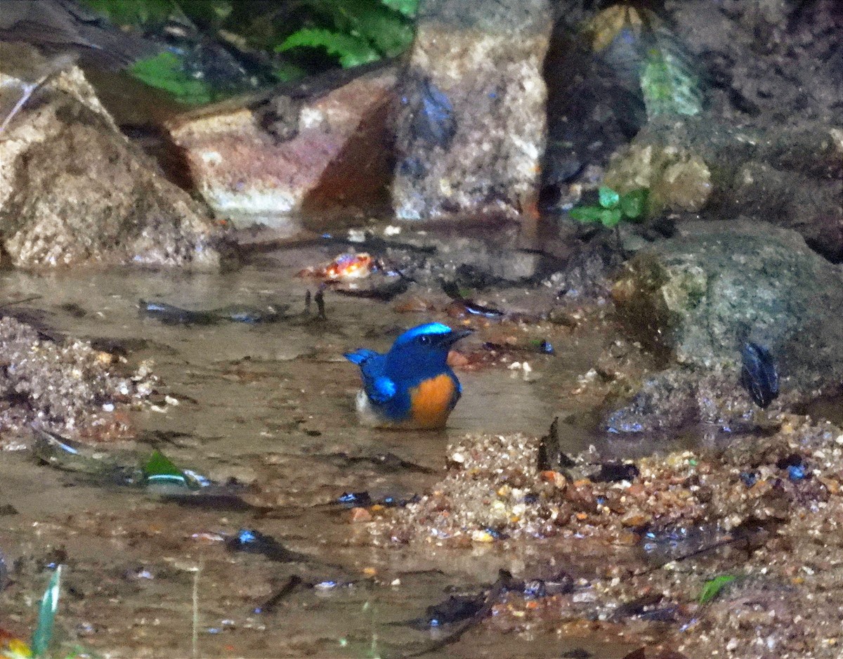 Blue-throated Flycatcher - ML645763623