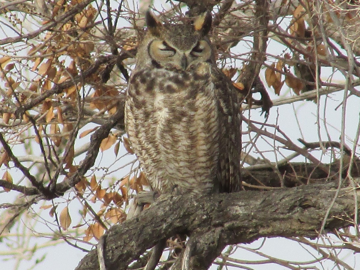 Great Horned Owl - ML645763625