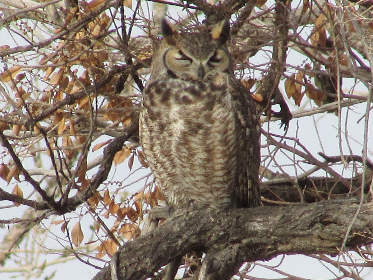 Great Horned Owl - ML645763626