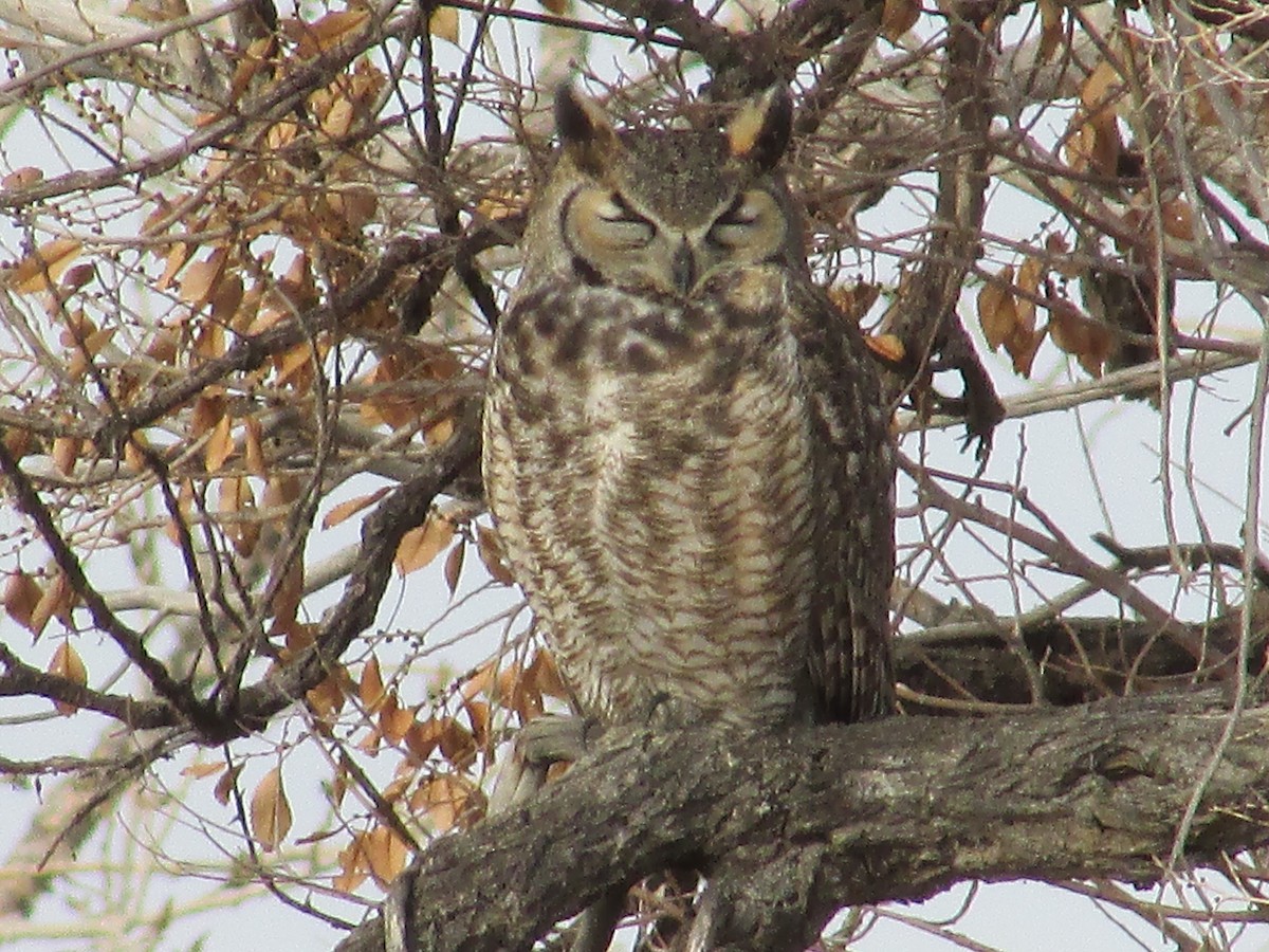Great Horned Owl - ML645763627