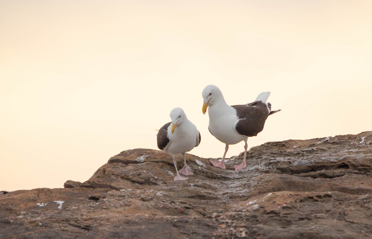Gavión Atlántico - ML645763632