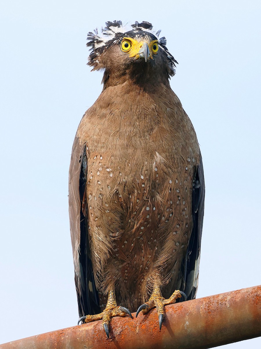 Хохлатый змееяд - ML645763633