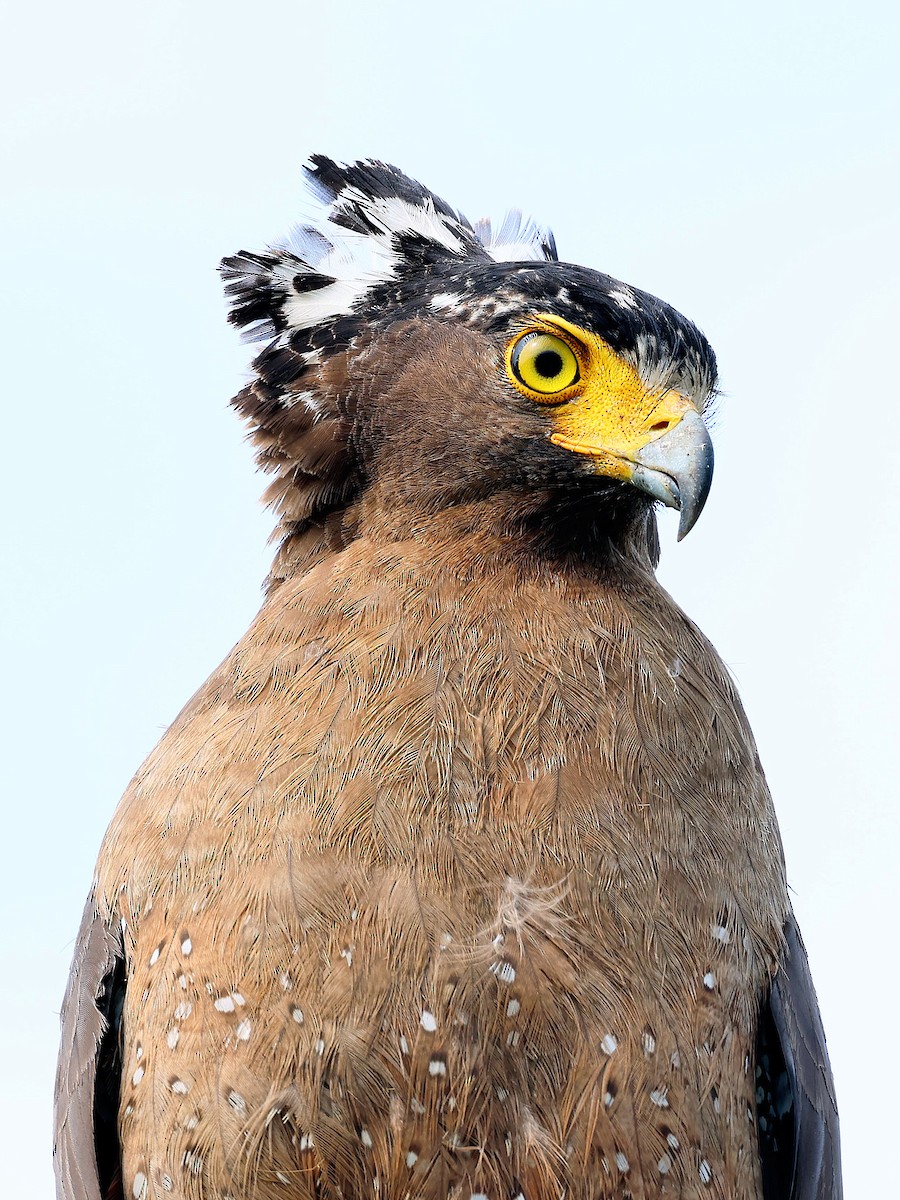 Хохлатый змееяд - ML645763634