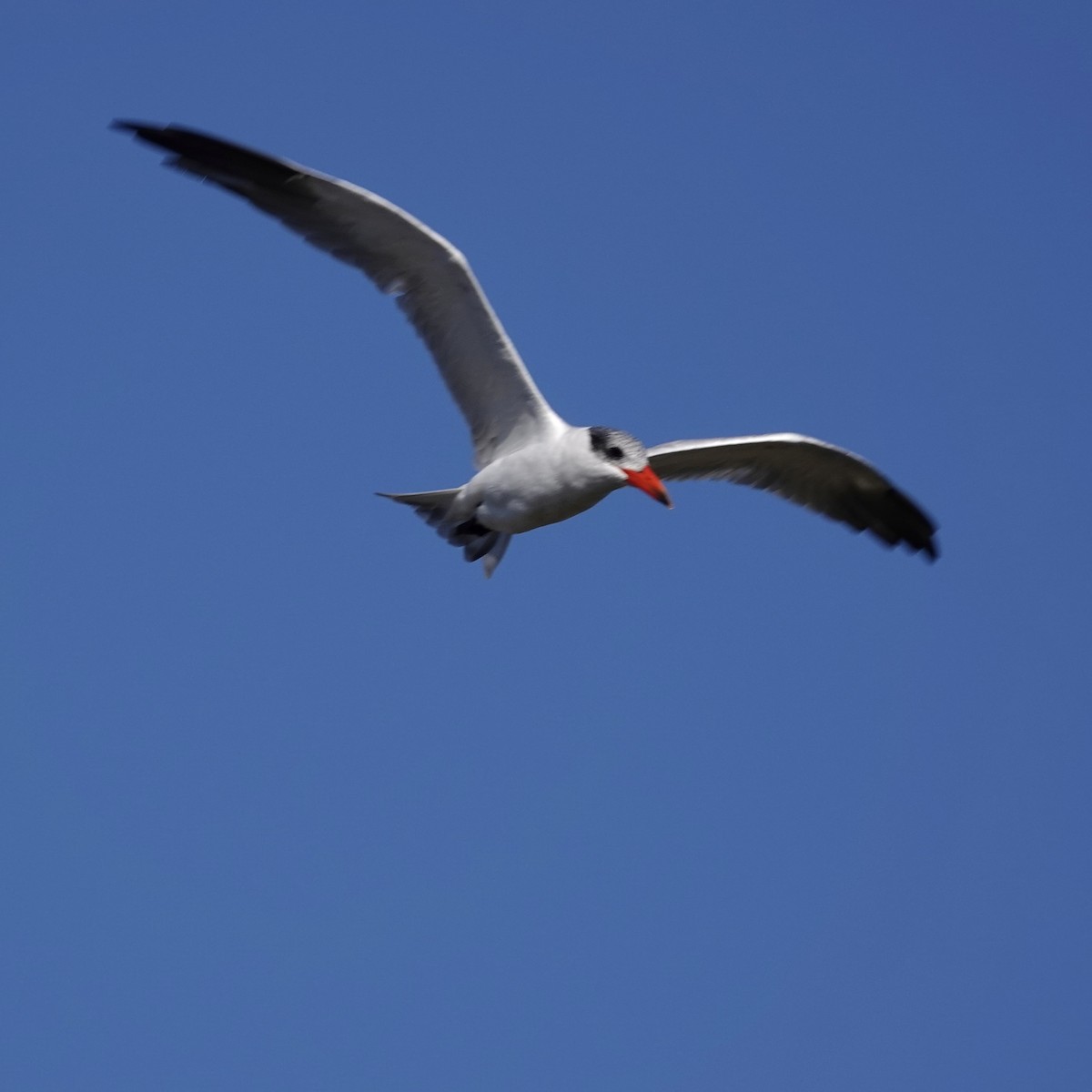 Caspian Tern - ML645763636