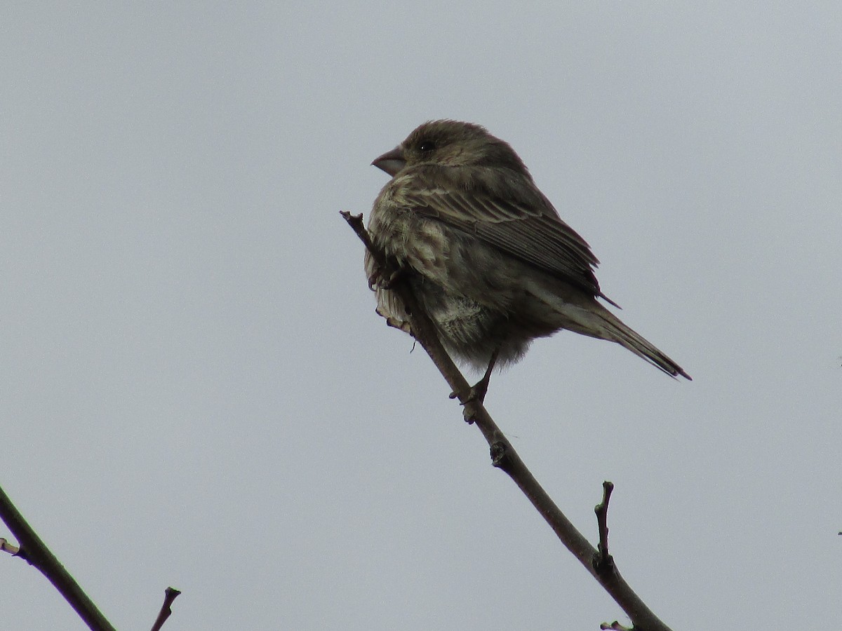 Roselin familier - ML645763641