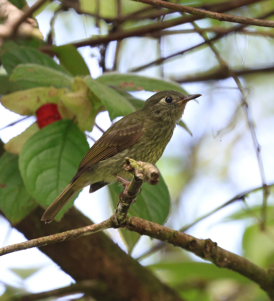 Оливковый тираннчик - ML645763645