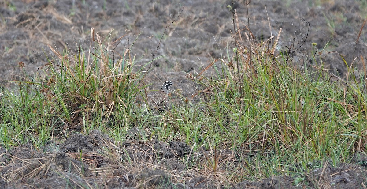 Madagascar Partridge - ML645763674
