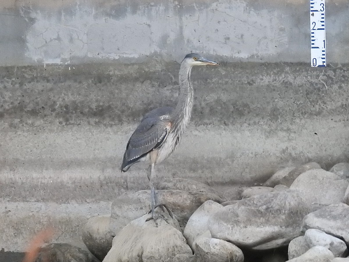 Great Blue Heron - ML645763689