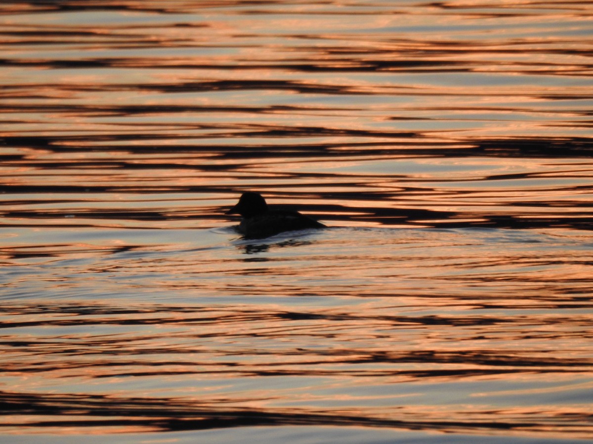Common Goldeneye - ML645763709