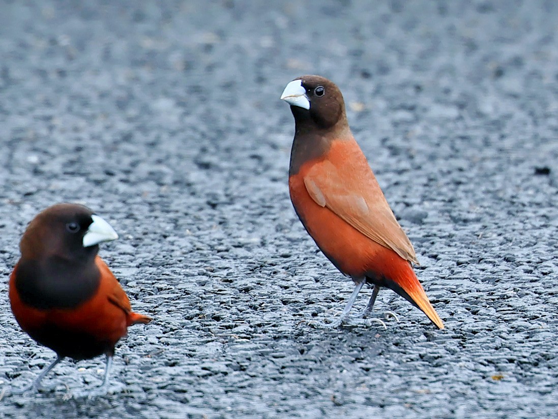 Chestnut Munia - ML645763710