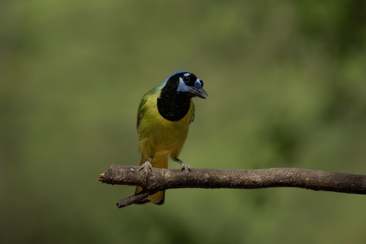 インカサンジャク - ML645763714