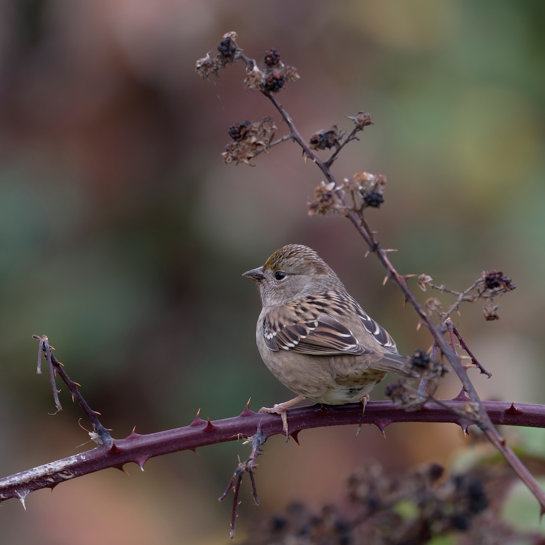 キガシラシトド - ML645763718