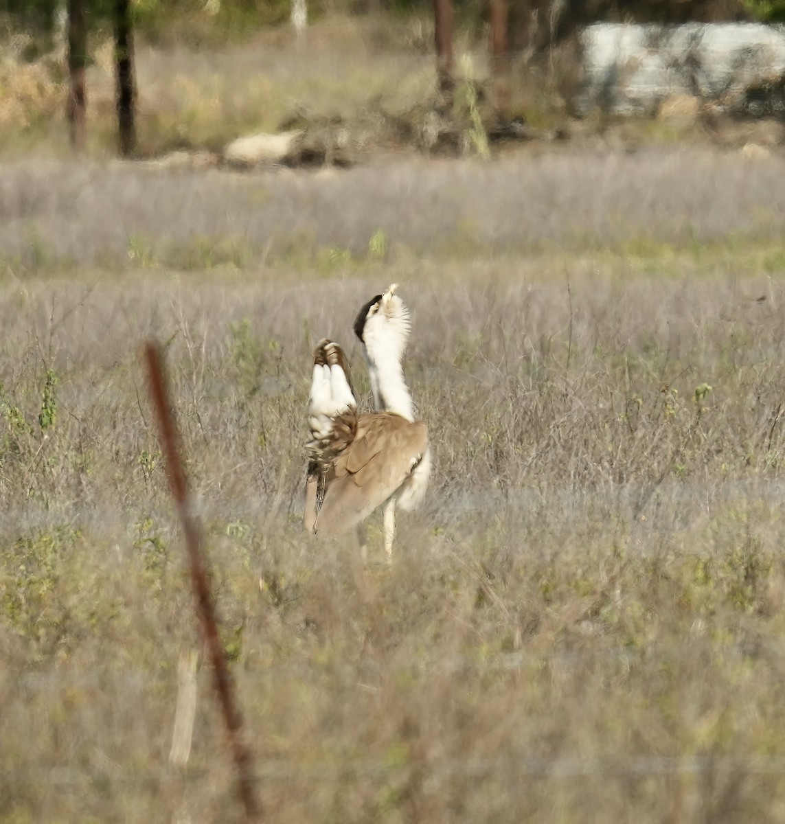 オーストラリアオオノガン - ML645763719