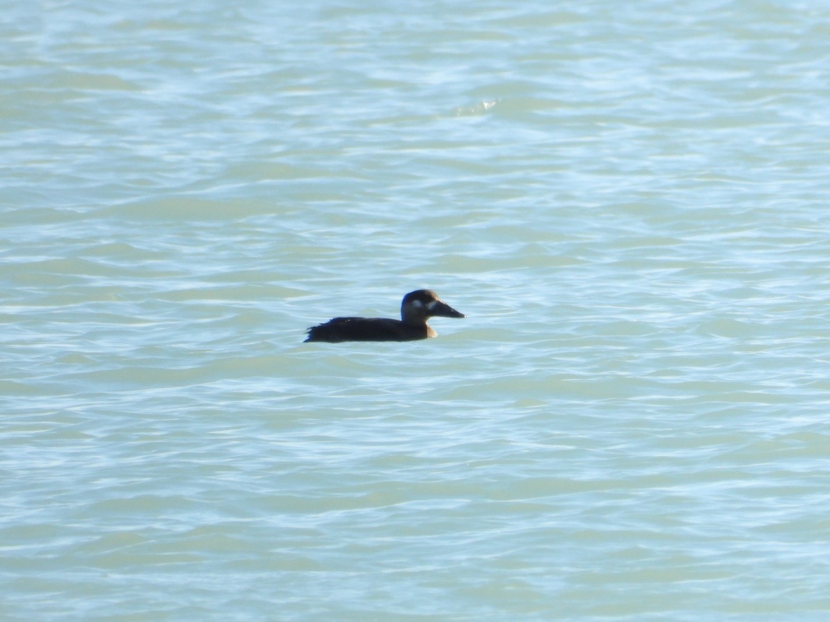 アラナミキンクロ - ML645763728