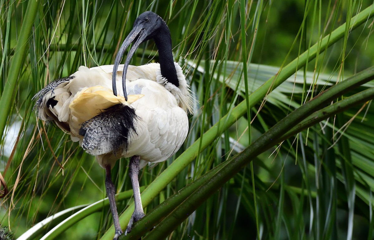 オーストラリアクロトキ - ML645763729