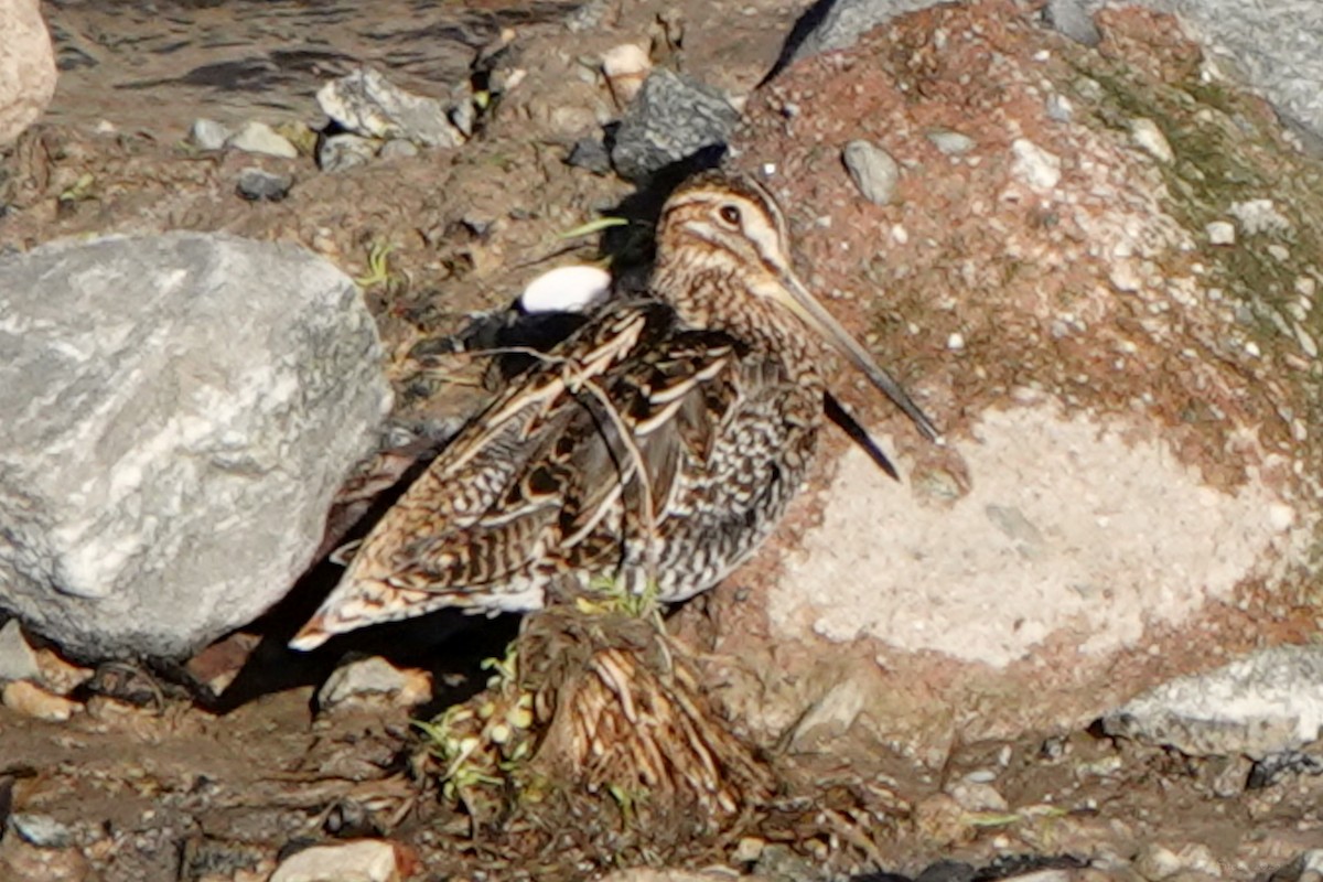 アメリカタシギ - ML645763732