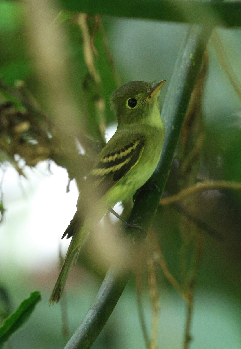 ミドリメジロハエトリ - ML645763733