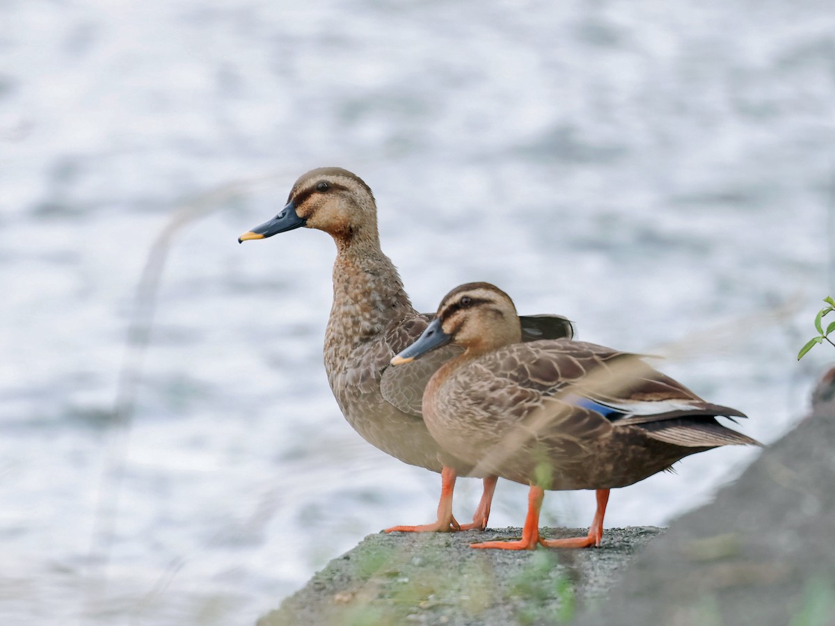 カルガモ - ML645763734