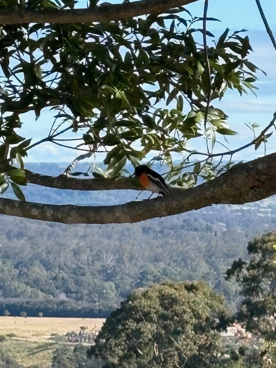 サンショクヒタキ - ML645763735