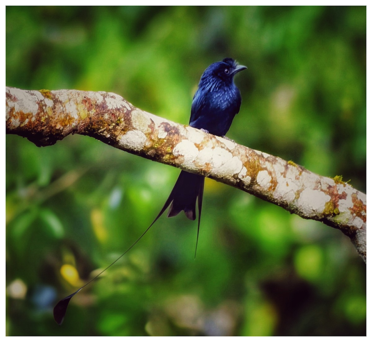 カザリオウチュウ - ML645763736