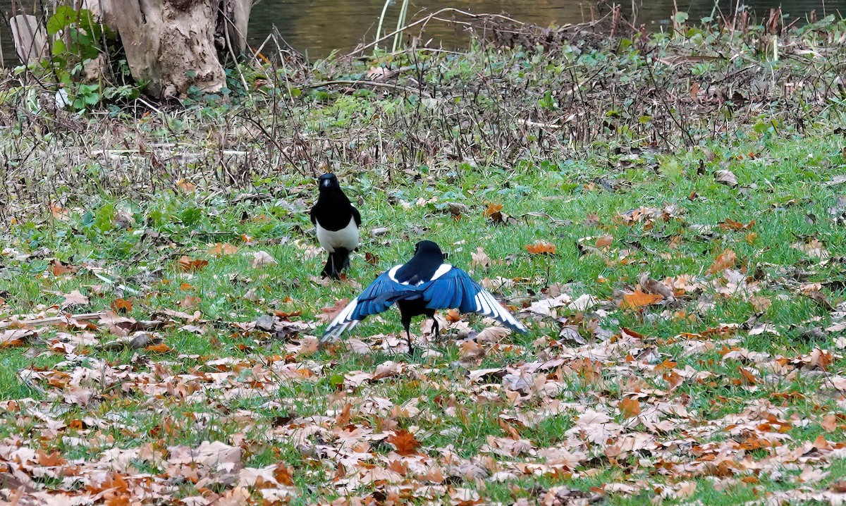 ユーラシアカササギ - ML645763738