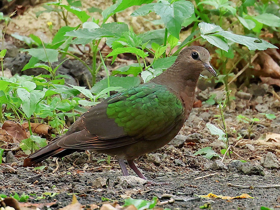 キンバト - ML645763739