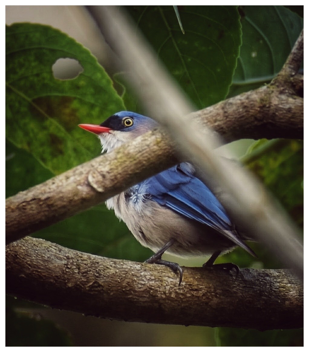 ビロウドゴジュウカラ - ML645763740