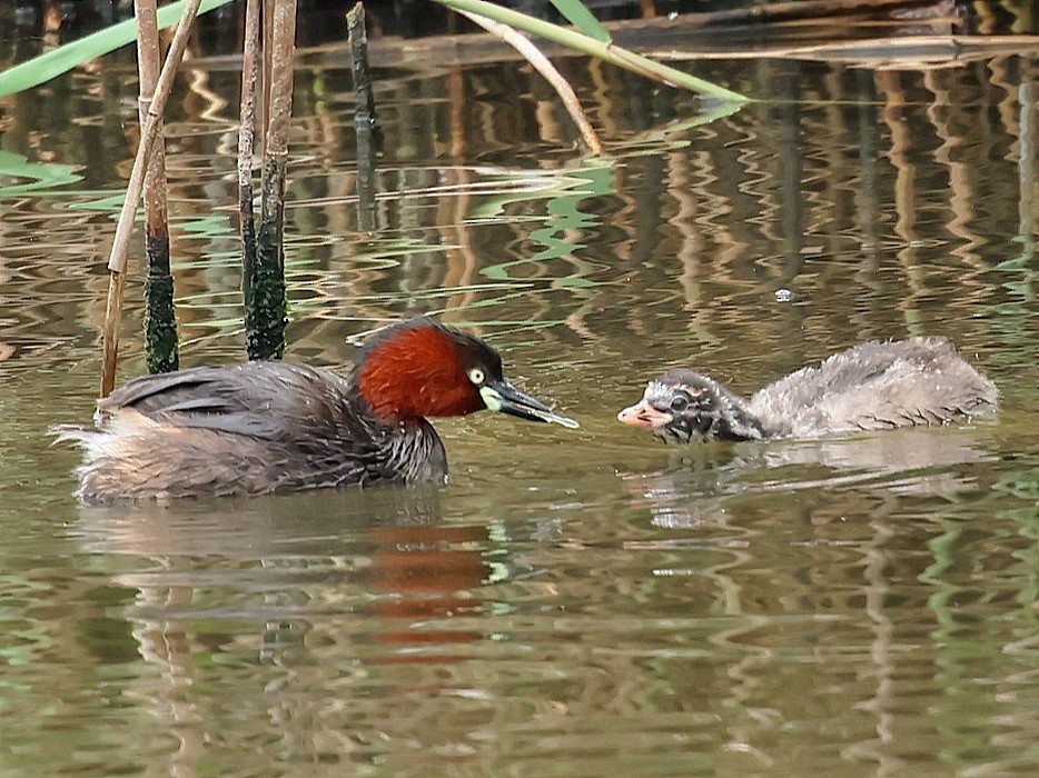 カイツブリ - ML645763741