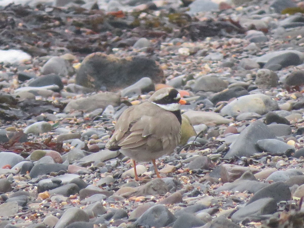 ハジロコチドリ - ML645763742