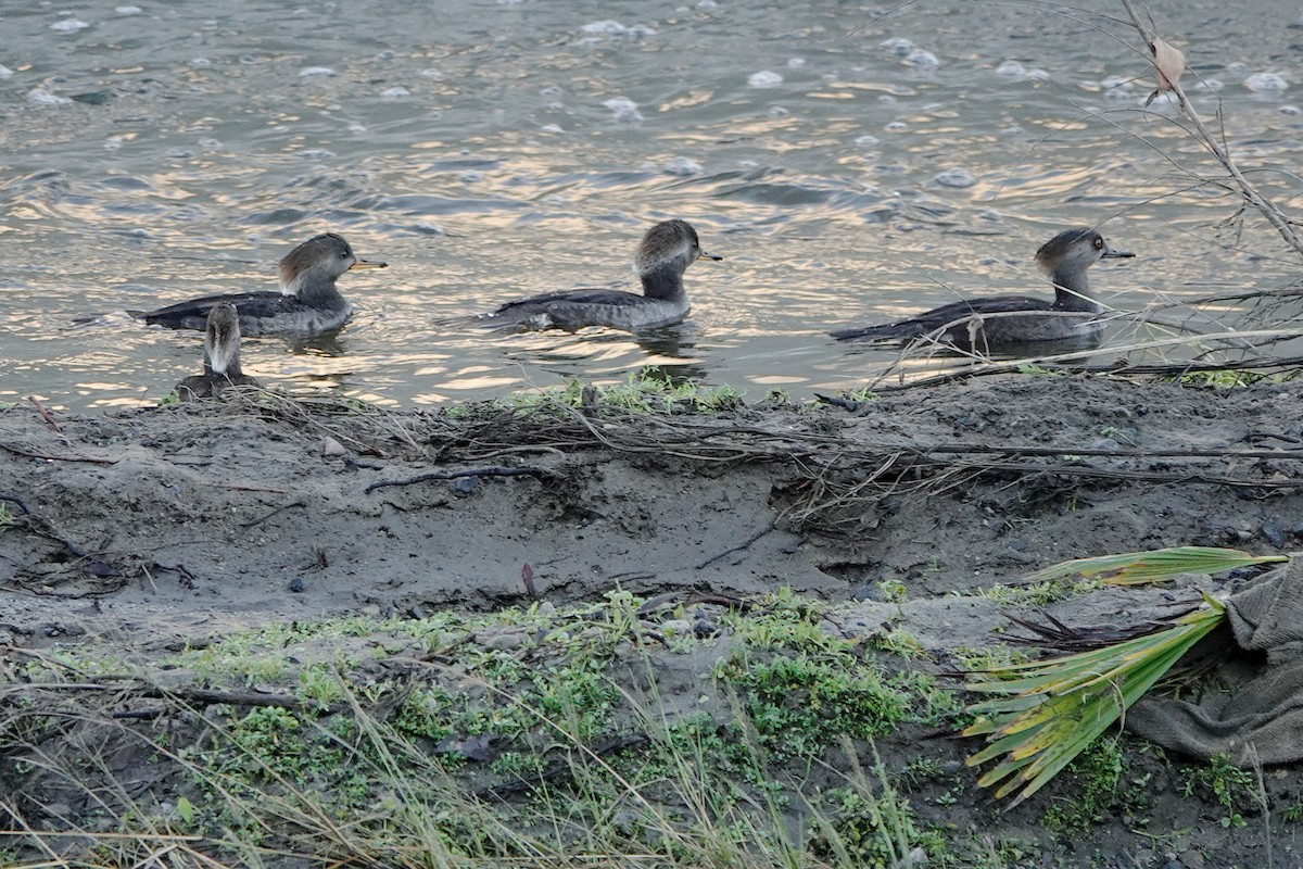 オウギアイサ - ML645763743