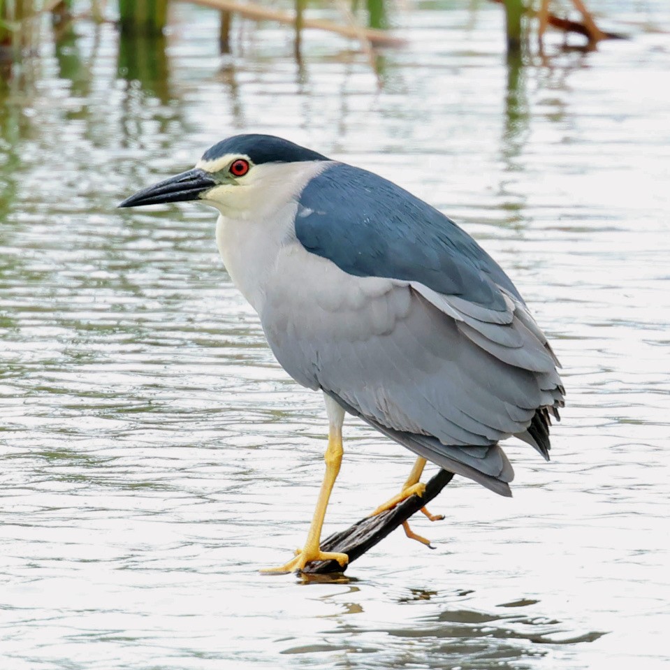 ゴイサギ - ML645763744