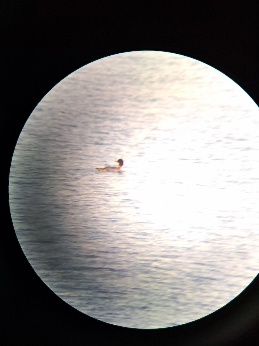 カワアイサ - ML645763745