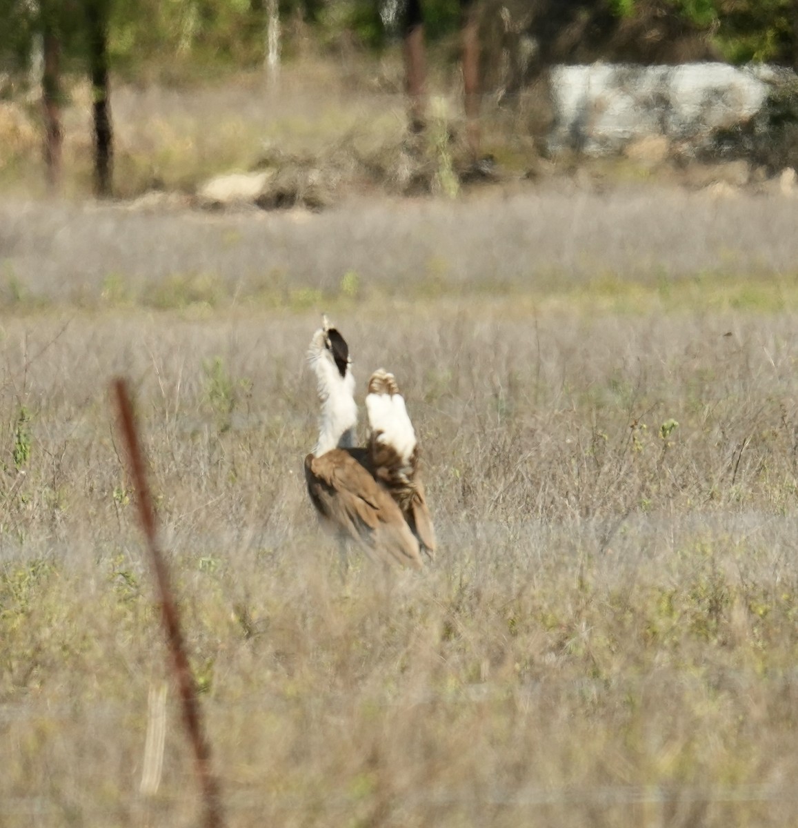 オーストラリアオオノガン - ML645763747