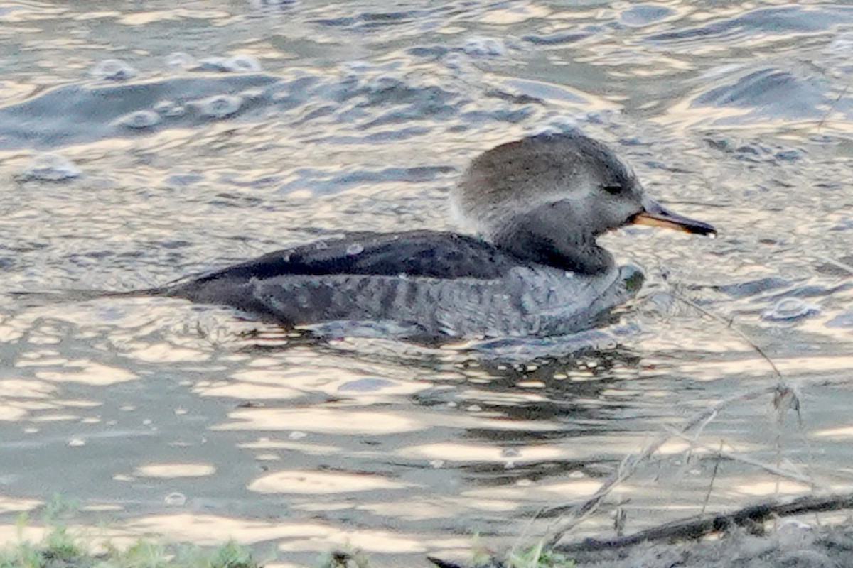 オウギアイサ - ML645763748