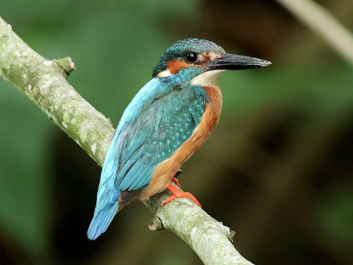 カワセミ - ML645763749