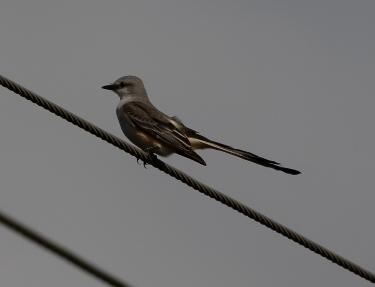 エンビタイランチョウ - ML645763750