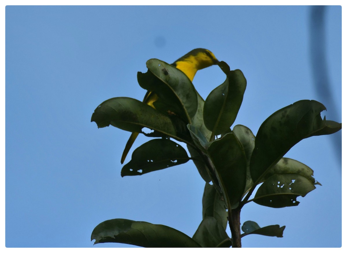 Indian Golden Oriole - ML645763754