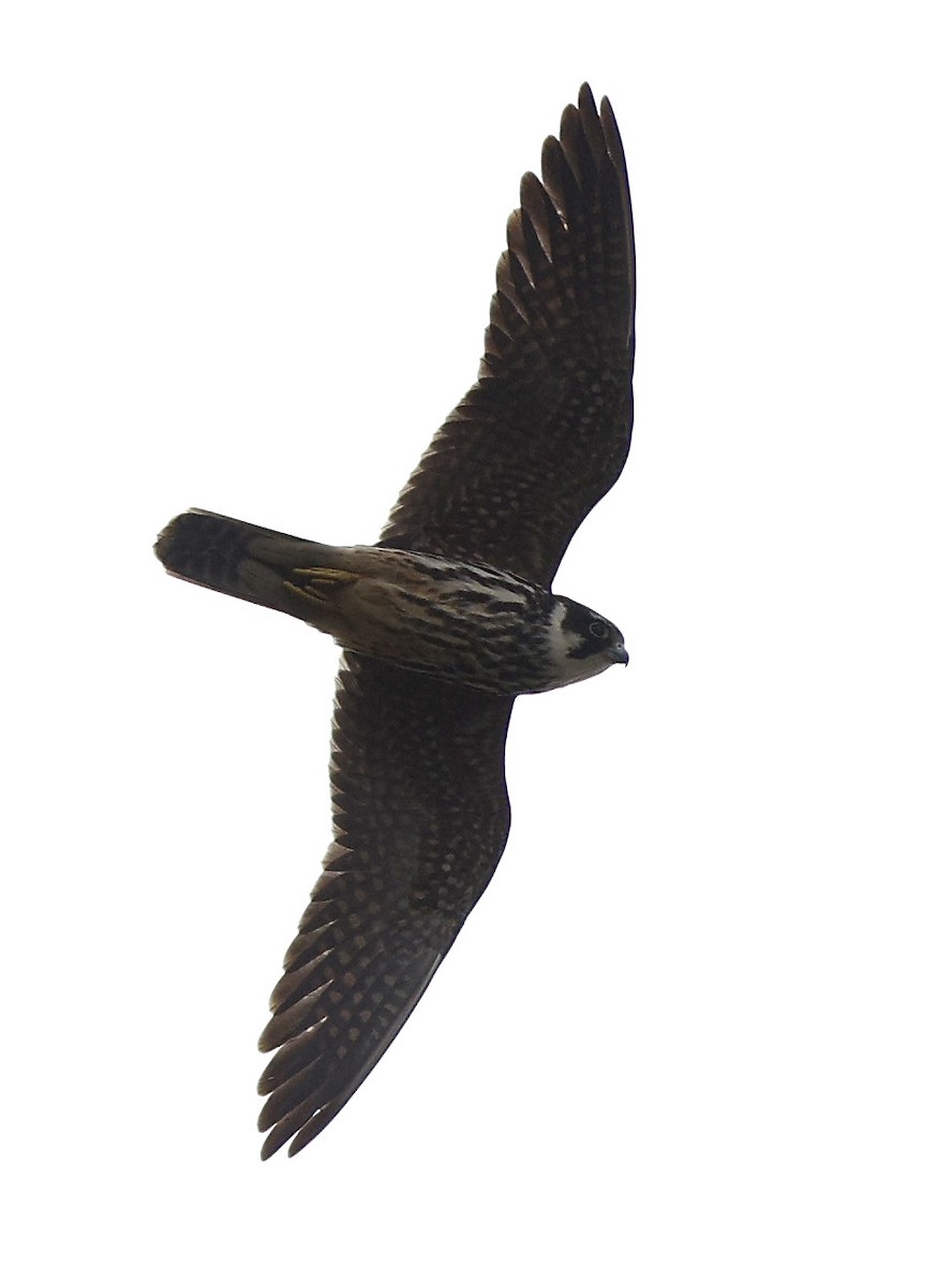 チゴハヤブサ - ML645763769