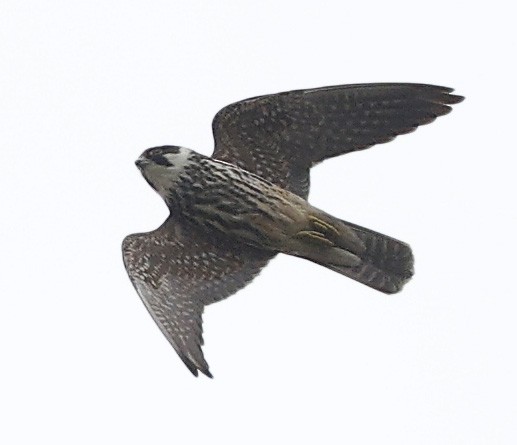 チゴハヤブサ - ML645763770